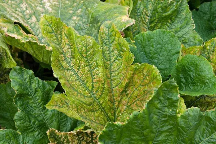 maladie fongique affectant le tissu vasculaire des courgettes pourquoi les feuilles des courgettes jaunissent jardin conseils