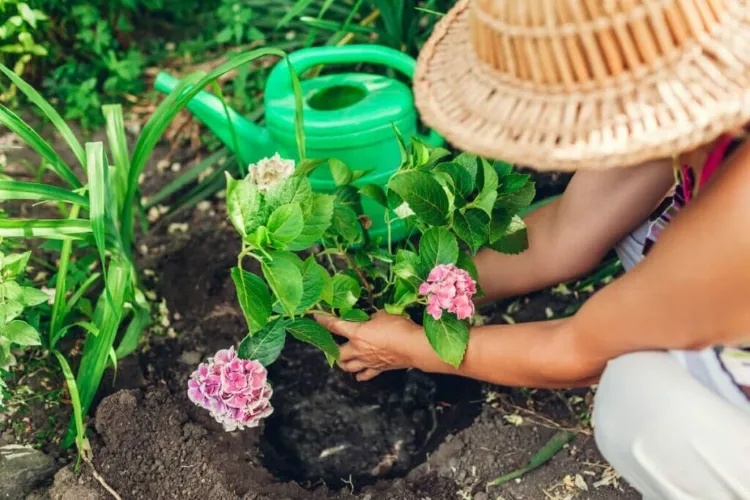 méthodes de mise en œuvre par étapes quand et comment transplanter un hortensia conseils jardin en pot sol