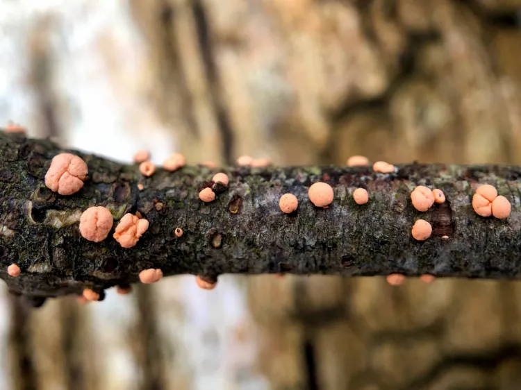 nectria cinnabarimaladie du corail sur hortenisa comment la traiter