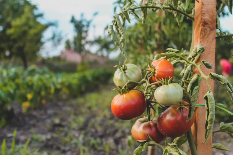 peut on arroser les tomates avec de l'eau de mer