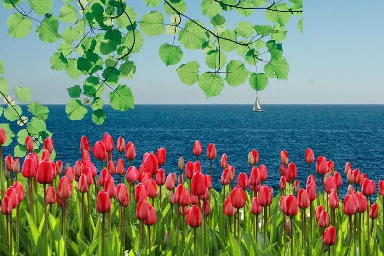 peut on arroser ses plantes avec de l'eau de mer quel est l'effet du sel sur les plantes