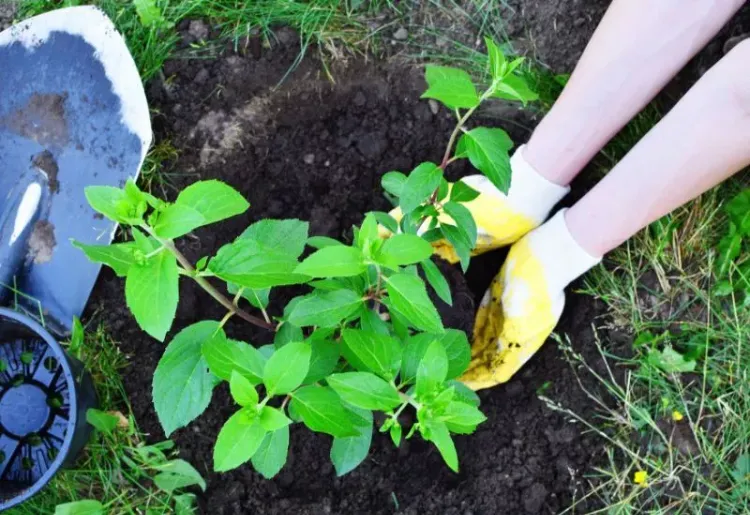 planter l'hortensia dans le trou quand et comment transplanter un hortensia conseils jardin en pot sol terre printemps