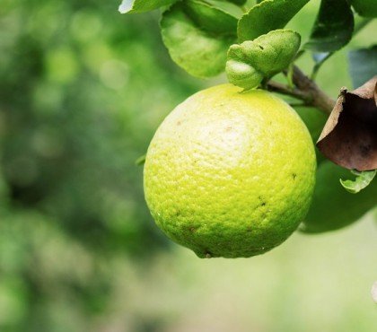 Pourquoi les citrons ne jaunissent pas