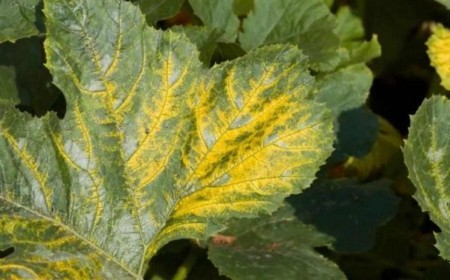 pourquoi les feuilles des courgettes jaunissent jardin conseils raisons maladies acariens lumiere arrosage solutions