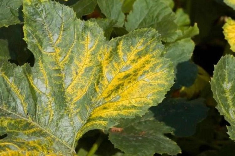 pourquoi les feuilles des courgettes jaunissent jardin conseils raisons maladies acariens lumiere arrosage solutions