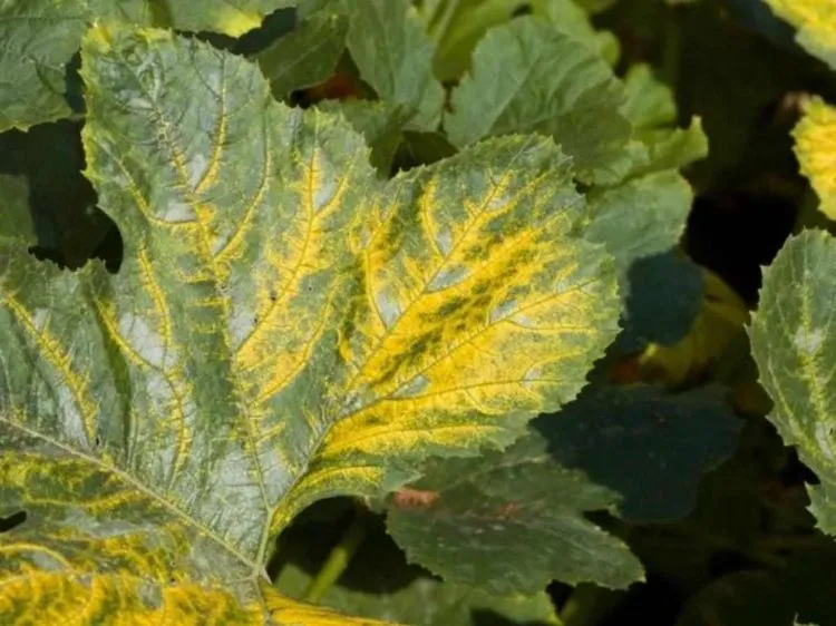 pourquoi les feuilles des courgettes jaunissent jardin conseils raisons maladies acariens lumiere arrosage solutions