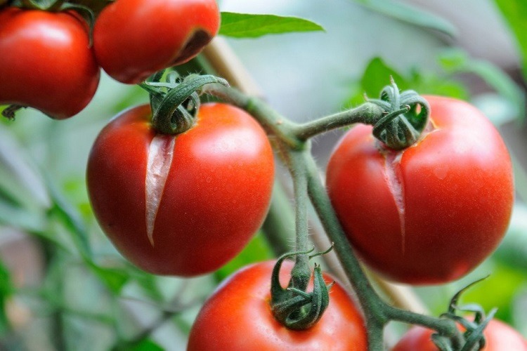 pourquoi les tomates fendent sur le dessus