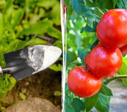 pourquoi mettre du bicarbonate de soude au pied des tomates