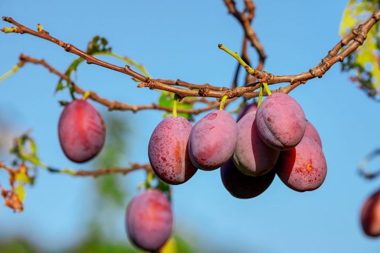 pourquoi mon prunier pleure causes prévention maladie gomme champignons arbre fruitier jardin astuces