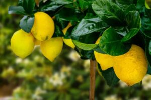 pourquoi ne pas manger la première récolte de citron causes conseils pesticides toxiques murs comestibles prévention