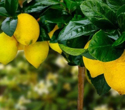 pourquoi ne pas manger la première récolte de citron causes conseils pesticides toxiques murs comestibles prévention