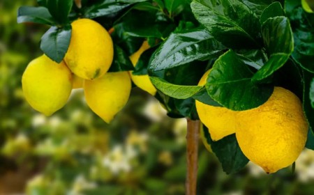 pourquoi ne pas manger la première récolte de citron causes conseils pesticides toxiques murs comestibles prévention