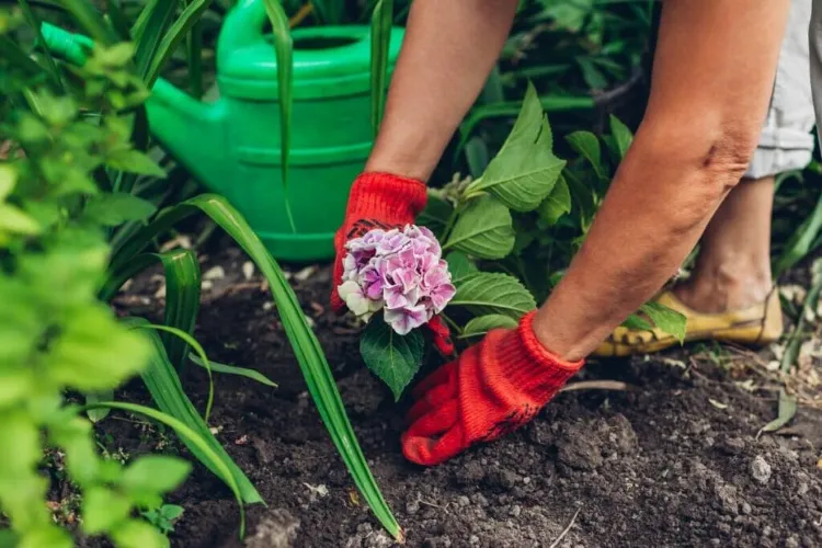 préparer le sol du nouvel emplacement quand et comment transplanter un hortensia conseils jardin en pot sol terre printemps