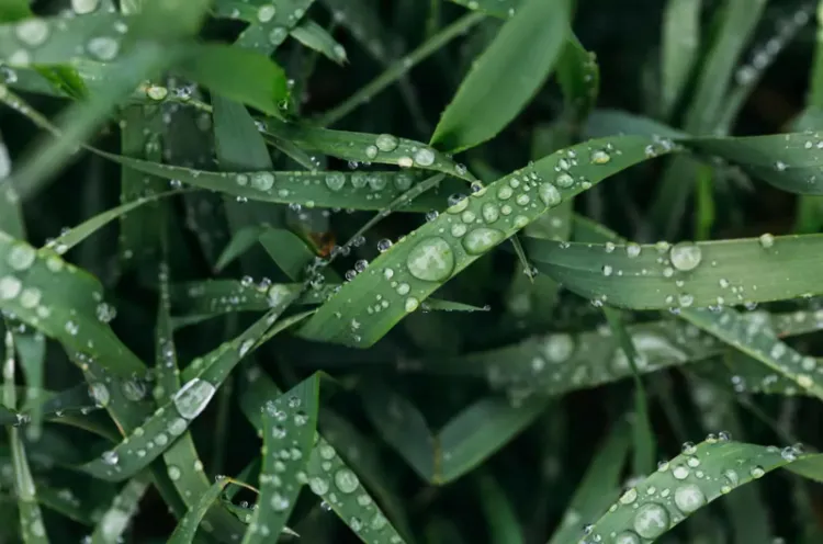 problèmes potentiels qui peuvent survenir si on tond la pelouse quand il pleut comment tondre la pelouse quand il pleut jardin