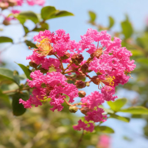 quand couper les fleurs du lagerstroemia