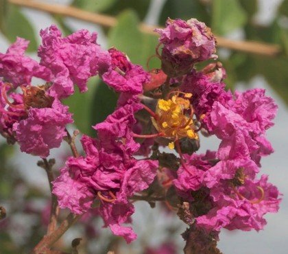 quand couper les fleurs du lagerstroemia