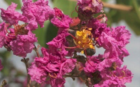 quand couper les fleurs du lagerstroemia