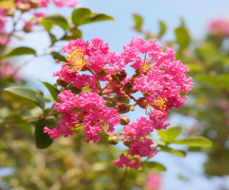 quand couper les fleurs du lagerstroemia
