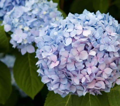 quand et comment transplanter un hortensia conseils jardin en pot sol terre printemps deplacer planter