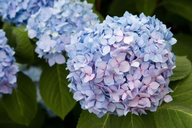 quand et comment transplanter un hortensia conseils jardin en pot sol terre printemps deplacer planter