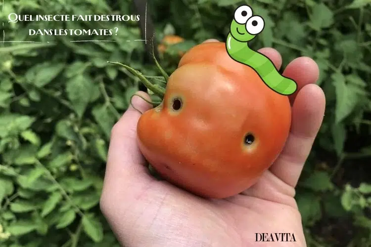 quel insecte fait des trous dans les tomates
