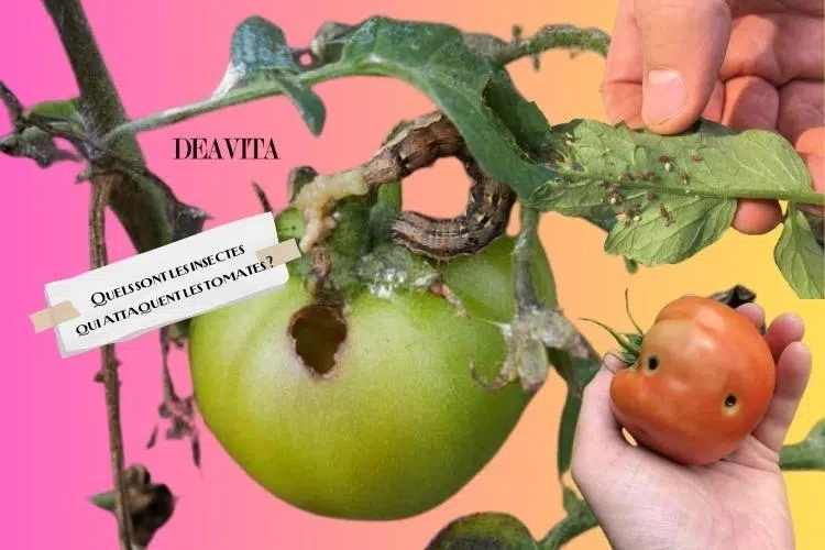 quels sont les insectes qui attaquent les tomates