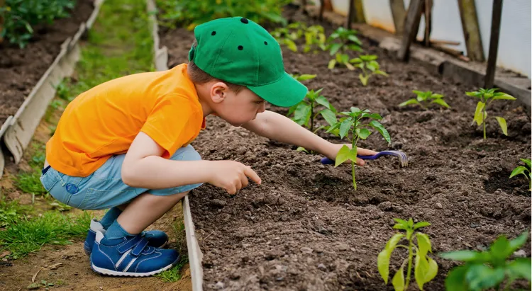 radis pour toute la famille jardinage avec des enfants en juillet methodes petit jardinier jeux planter legumes carottes radis
