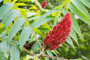 supprimer sumac de virginie debarasser éliminer conseils astuces herbicide racines jardin