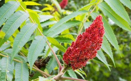 supprimer sumac de virginie debarasser éliminer conseils astuces herbicide racines jardin