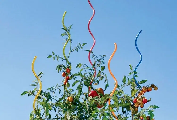 tuteur a spirale tomates