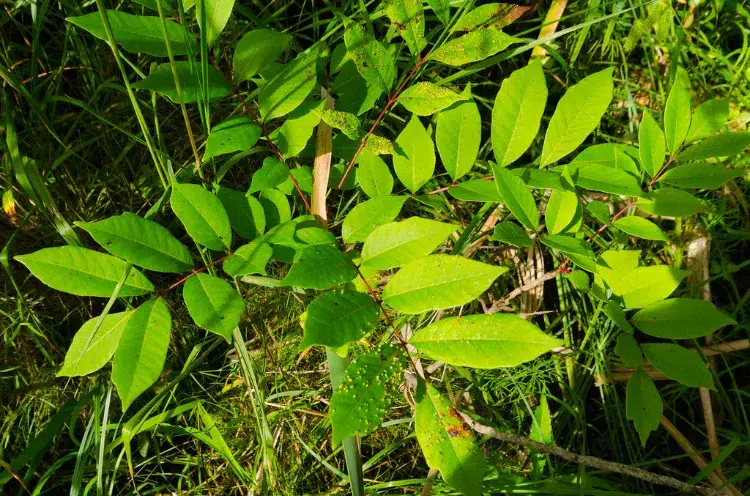 variété de sumac de virginie supprimer debarasser éliminer conseils astuces herbicide racines jardin