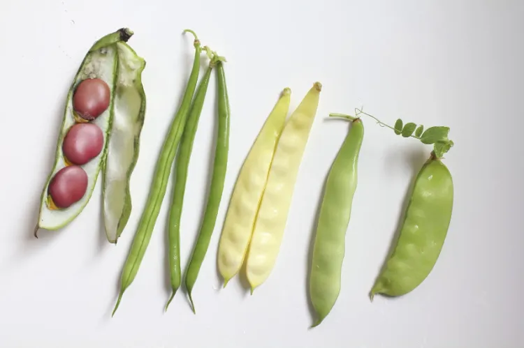 variétés de haricots verts jaunes blancs methodes jardin secs frais bocal frigo congelateur