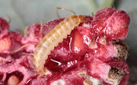 vers dans les framboises pourquoi apparaissent ils et comment traiter le problème