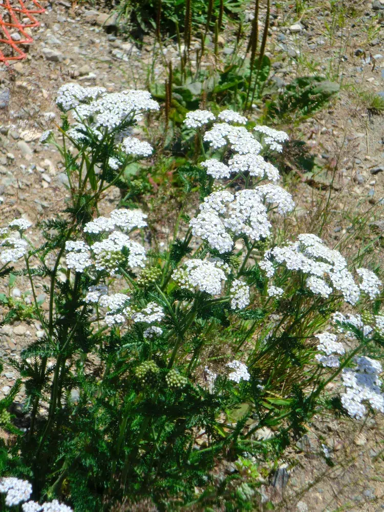achilée blanche plante plein soleil jardin résistante canicule rocaille terrain sec sans arrosage