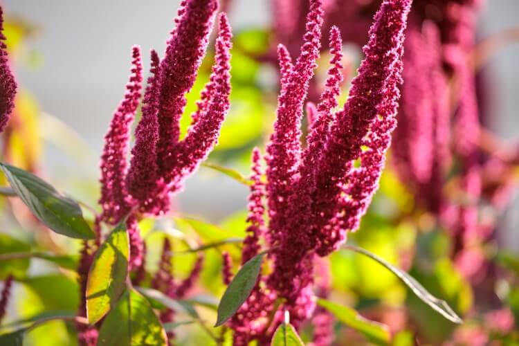 amarante rouge espèce cuisson tige feuilles fleurs graines faire farine sans gluten