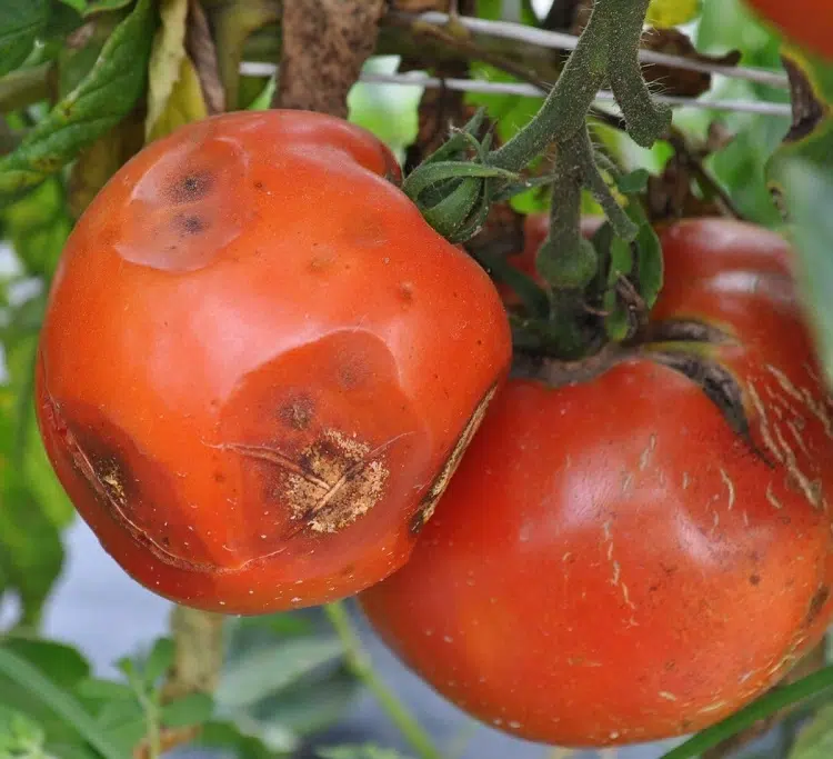 anthracnose tomate