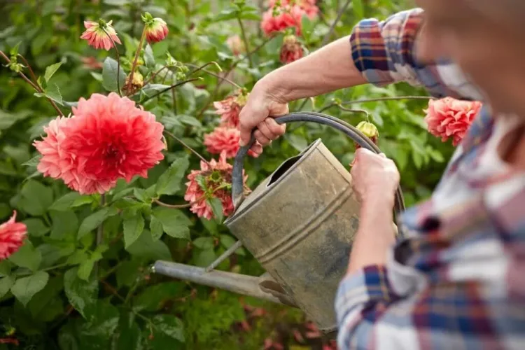 arrosage des dahlias 2023