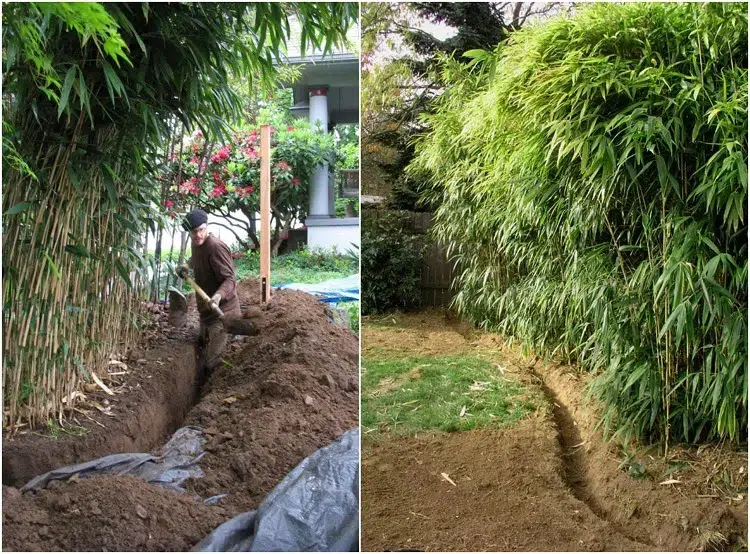 astuces conseils comment détruire les racines de bambou envahissant naturellement et efficacement éviter propagation jardin