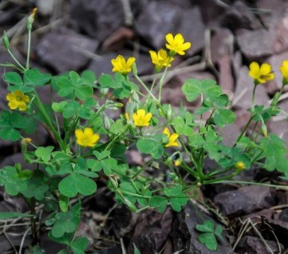 avec quels moyens lutter contre l’oxalis utiliser désherbant chimique glyphosate arracher