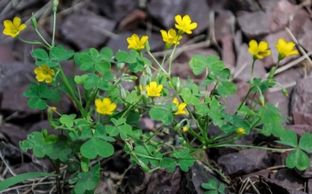 avec quels moyens lutter contre l’oxalis utiliser désherbant chimique glyphosate arracher