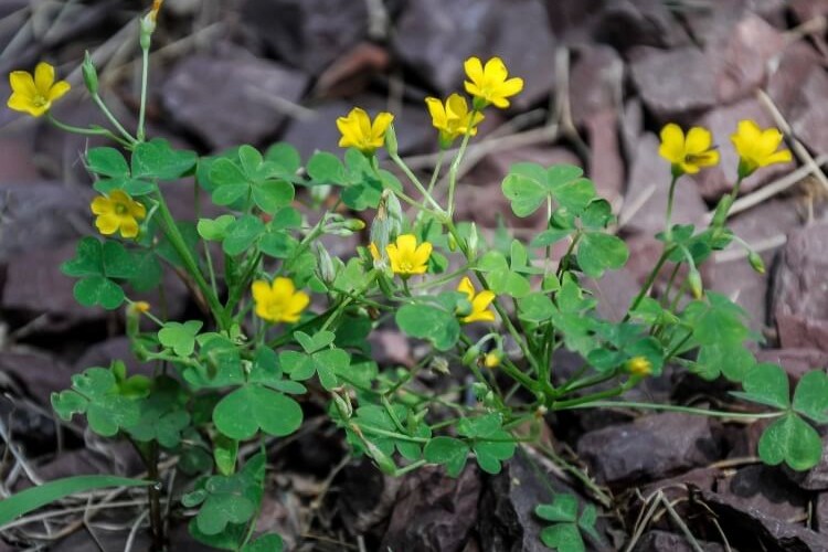 avec quels moyens lutter contre l’oxalis utiliser désherbant chimique glyphosate arracher
