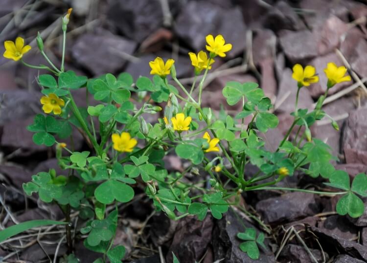 avec quels moyens lutter contre l’oxalis utiliser désherbant chimique glyphosate arracher