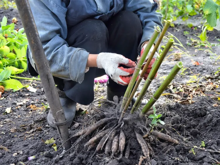 bien tuteurer les dahlias 2023