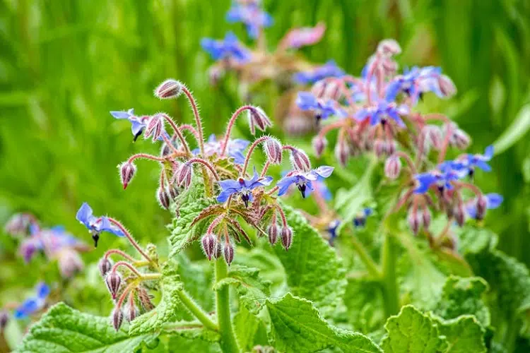 borage au potager