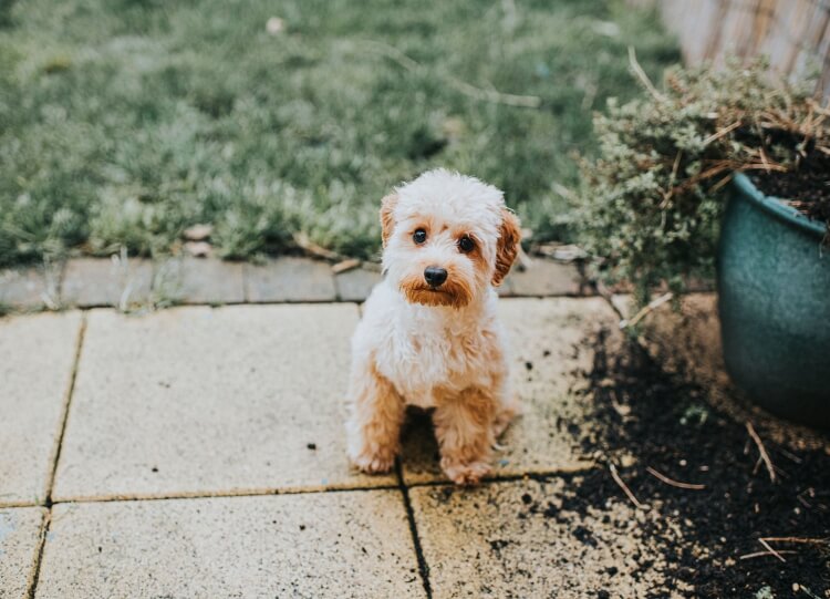 chien destructeur que faire aucun besoin gronder punir former apprendre bonnes manières comportement