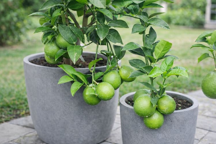 citronnier en pot entretien complet toute l’année