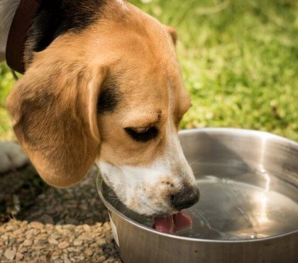 comment aider son chien à supporter la chaleur renouveler régulièrement contenu bol eau