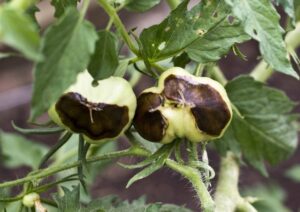 comment apporter du calcium aux tomates naturellement