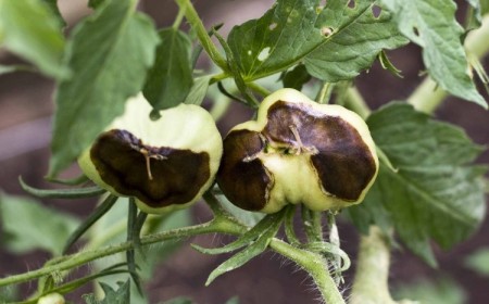 comment apporter du calcium aux tomates naturellement
