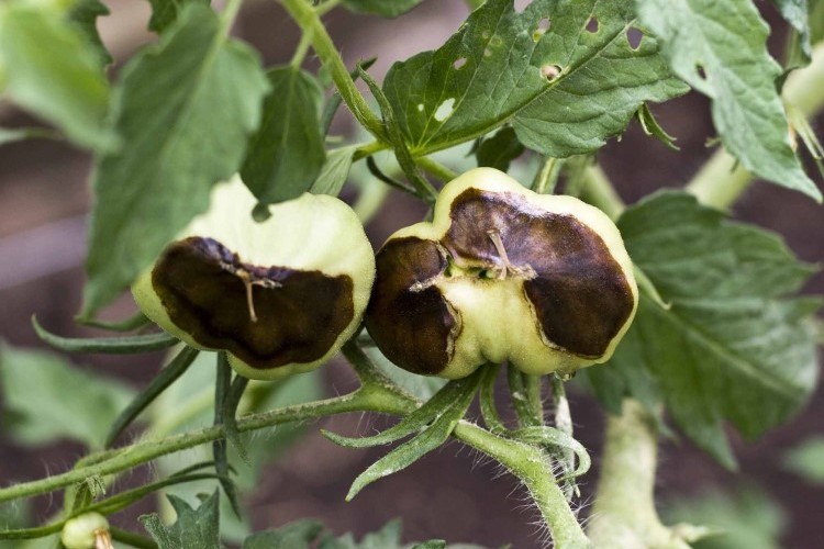 comment apporter du calcium aux tomates naturellement